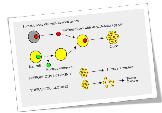 Human Cloning